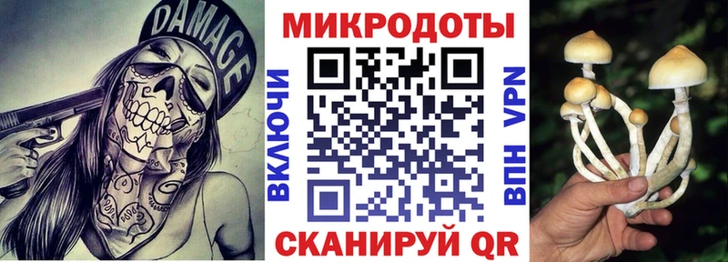 Псилоцибиновые грибы Psilocybe  Черноголовка 